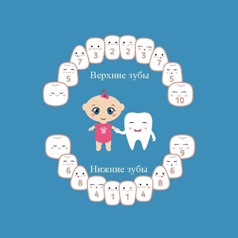 Схема молочных зубов у ребенка: верхняя и нижняя челюсти.