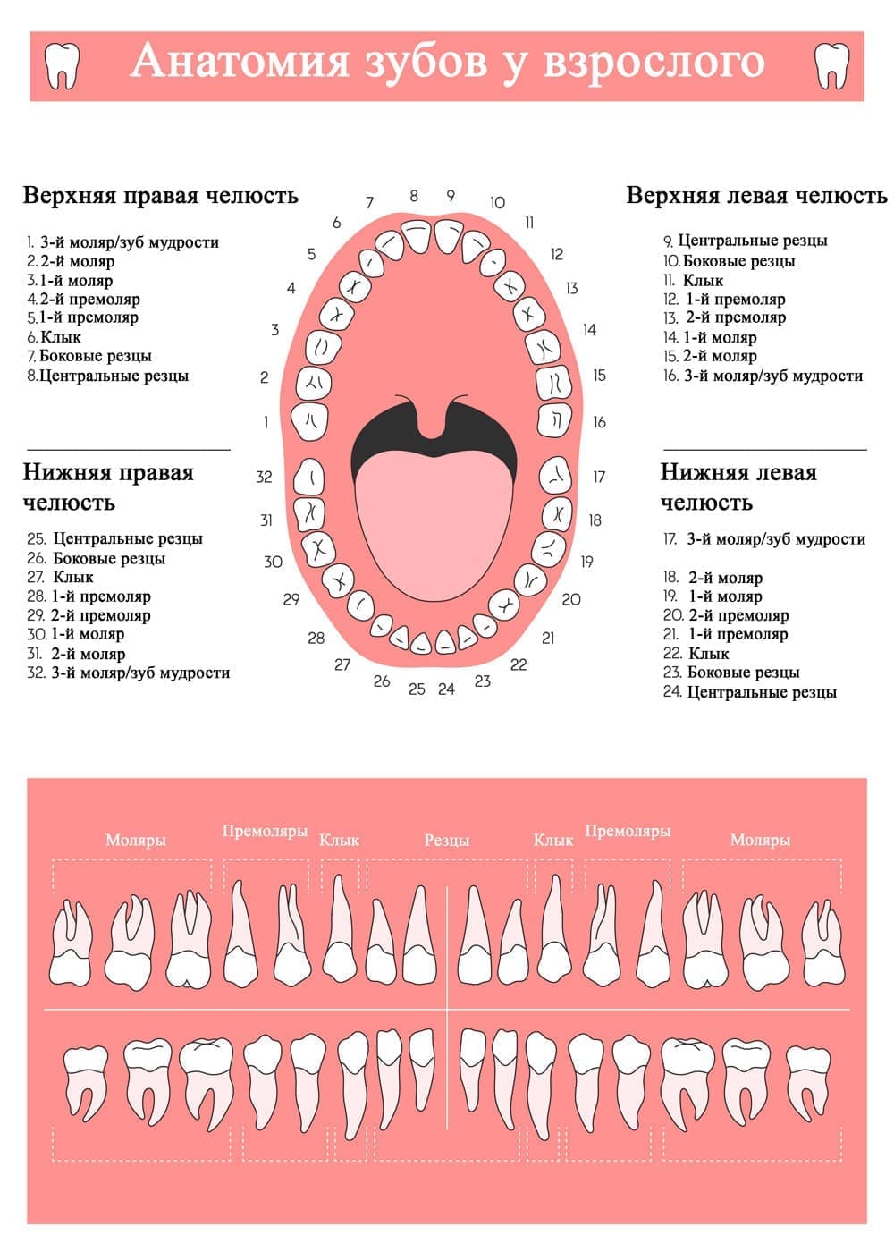 Анатомия зубов взрослого человека: номера и названия зубов верхней и нижней челюсти