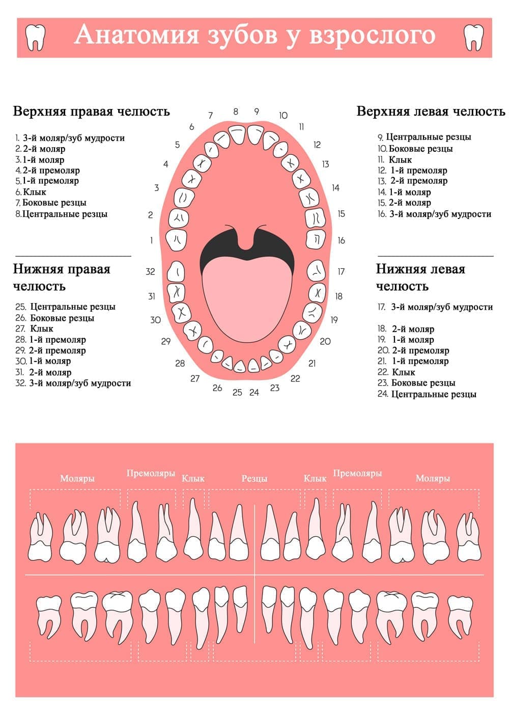 4 Зуб Фото