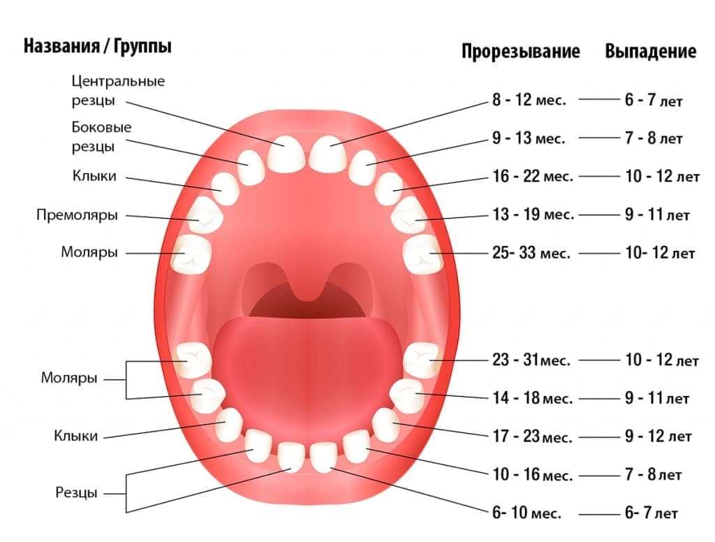 Схема выпадения молочных зубов у детей.